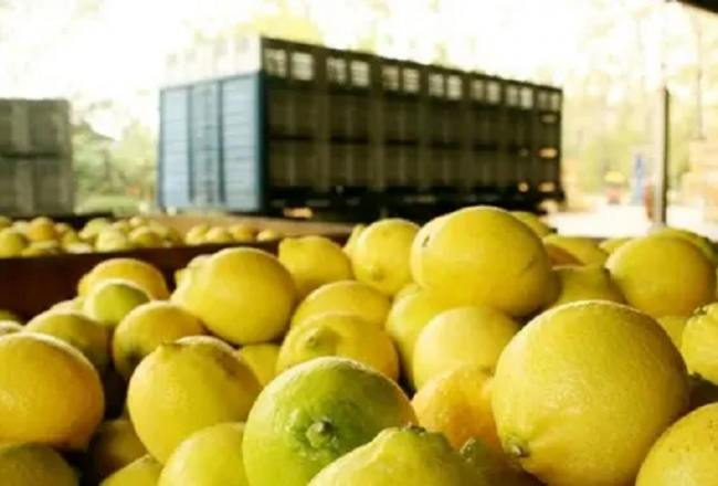 Citrus: Analizan el estatus sanitario de Tucumán con respecto al HLB