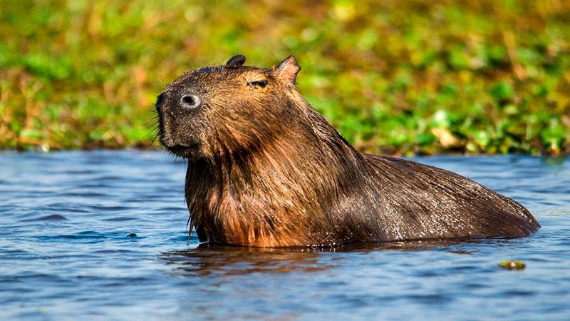 Los Animales más bellos del Litoral Argentino