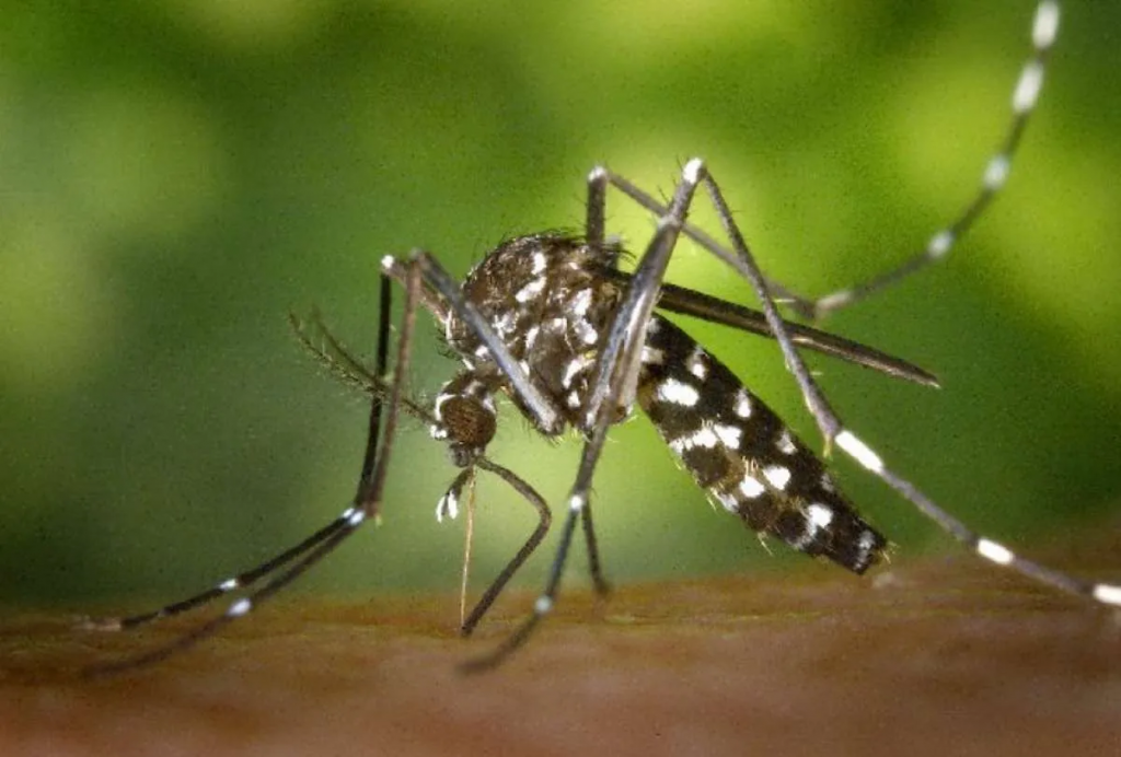 Serotipo 4 de dengue en Argentina: 